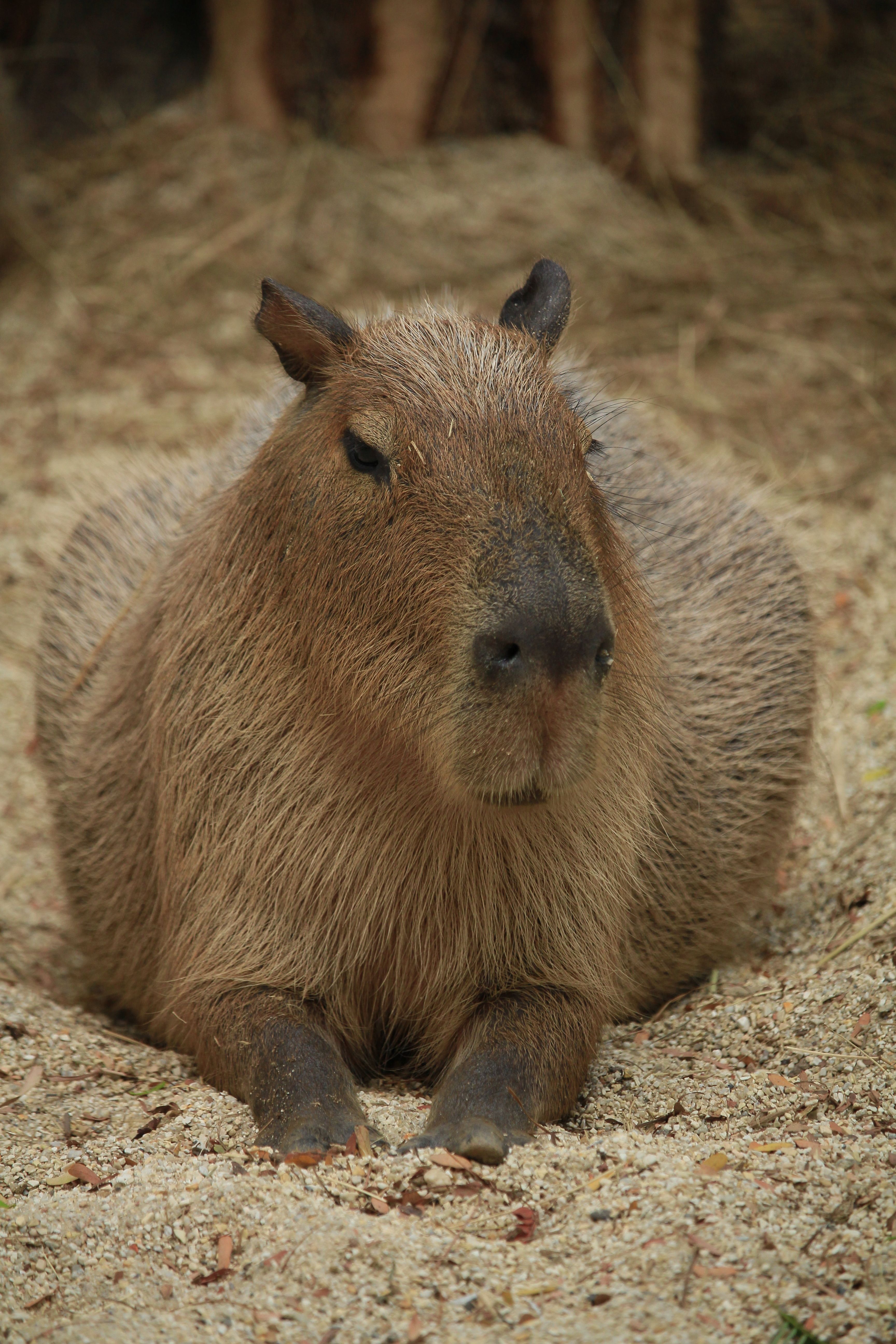 カピバラのクローズアップ写真